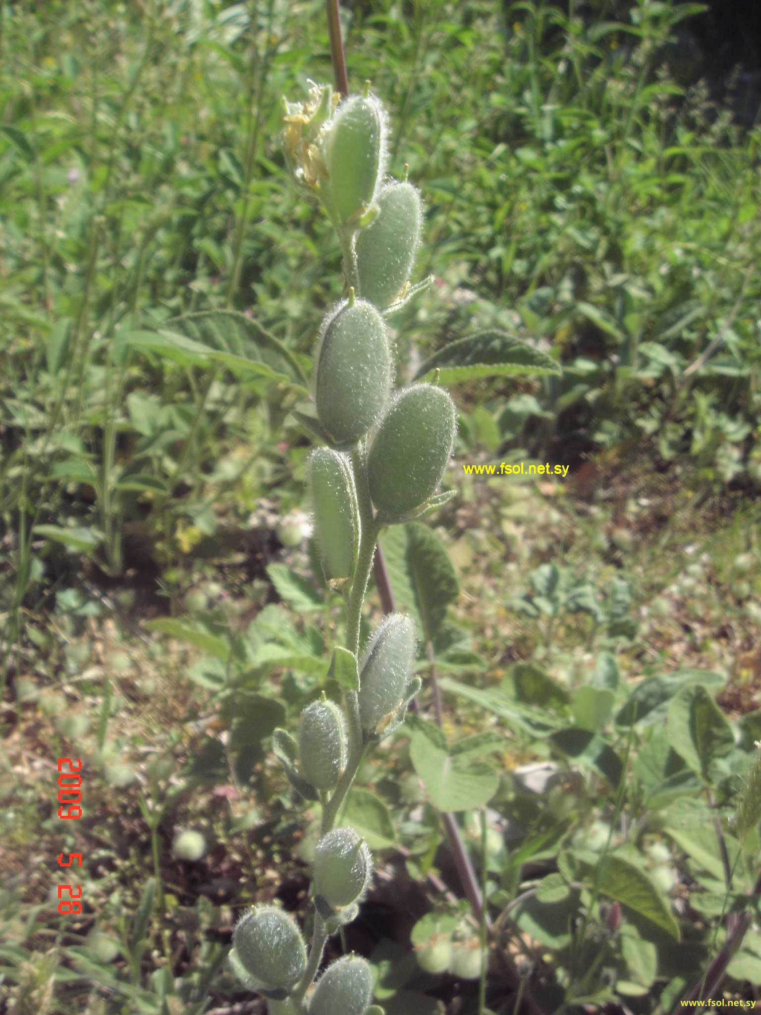 Fibigia eriocarpa (D.C.) Boiss.